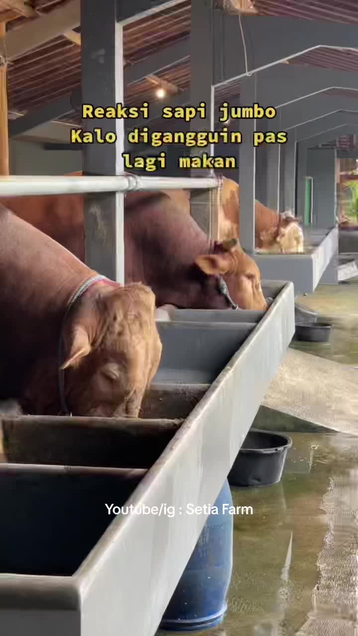 @Setia Farm