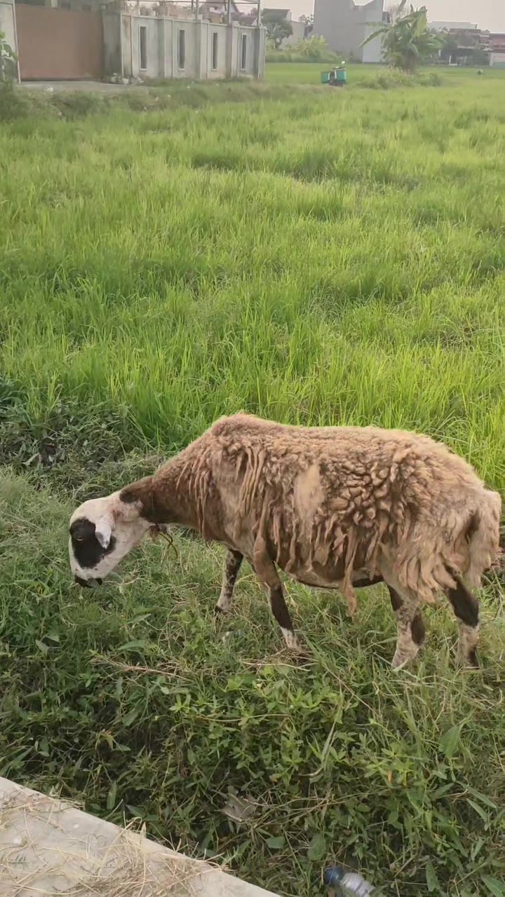 @Bakwan Animals