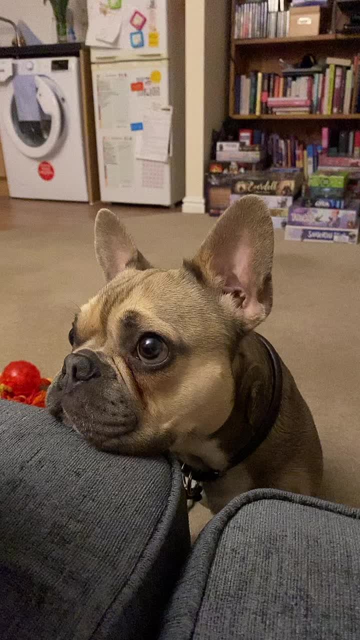 @BarryTheFrenchie