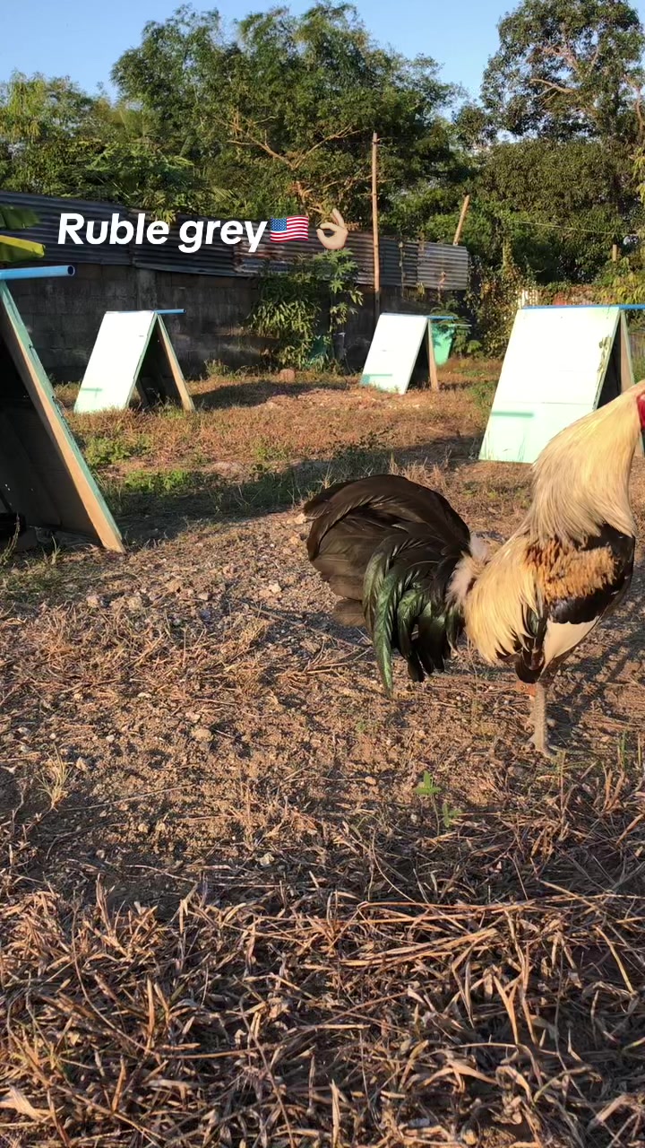 @JT ORAGON GAMEFARM