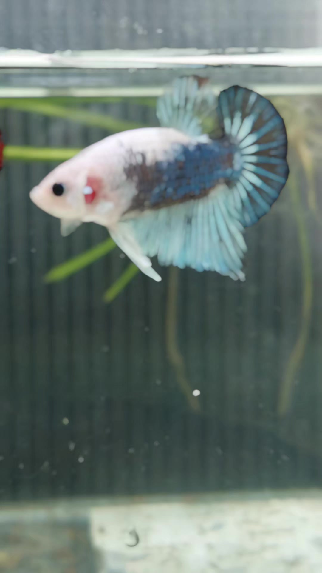 @kintsugibettas