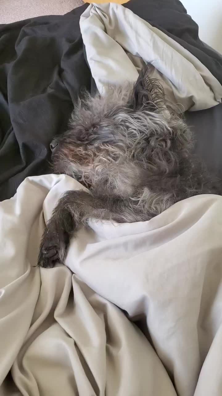 @Toto the Mutt