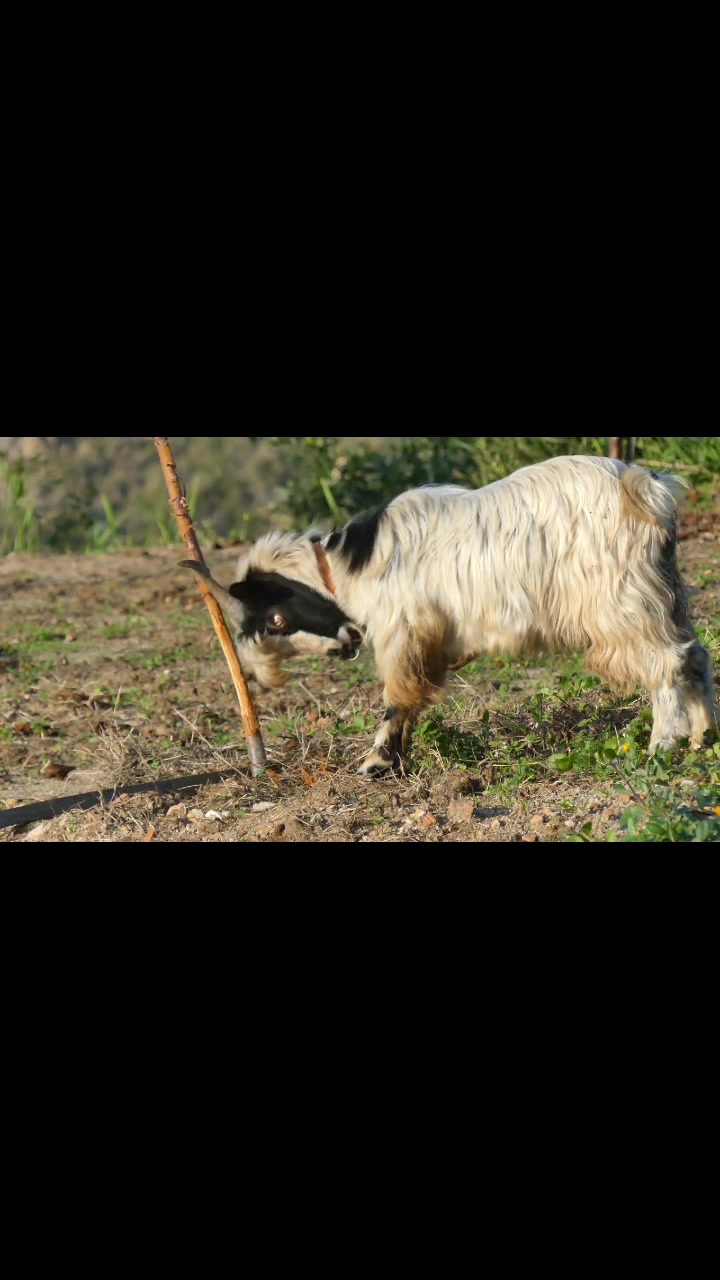 @Bakwan Animals