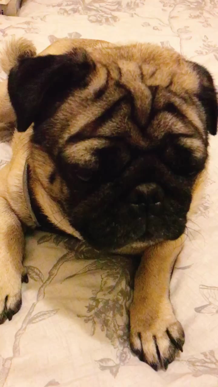 @MR PUG