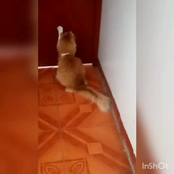 @🦙🦙