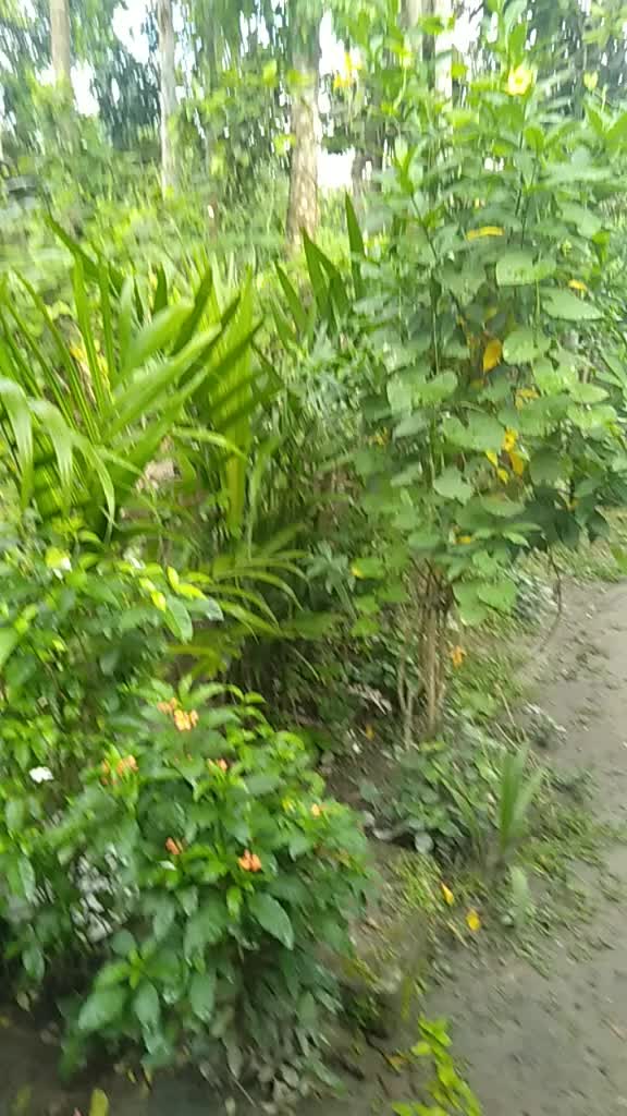 @Rajib