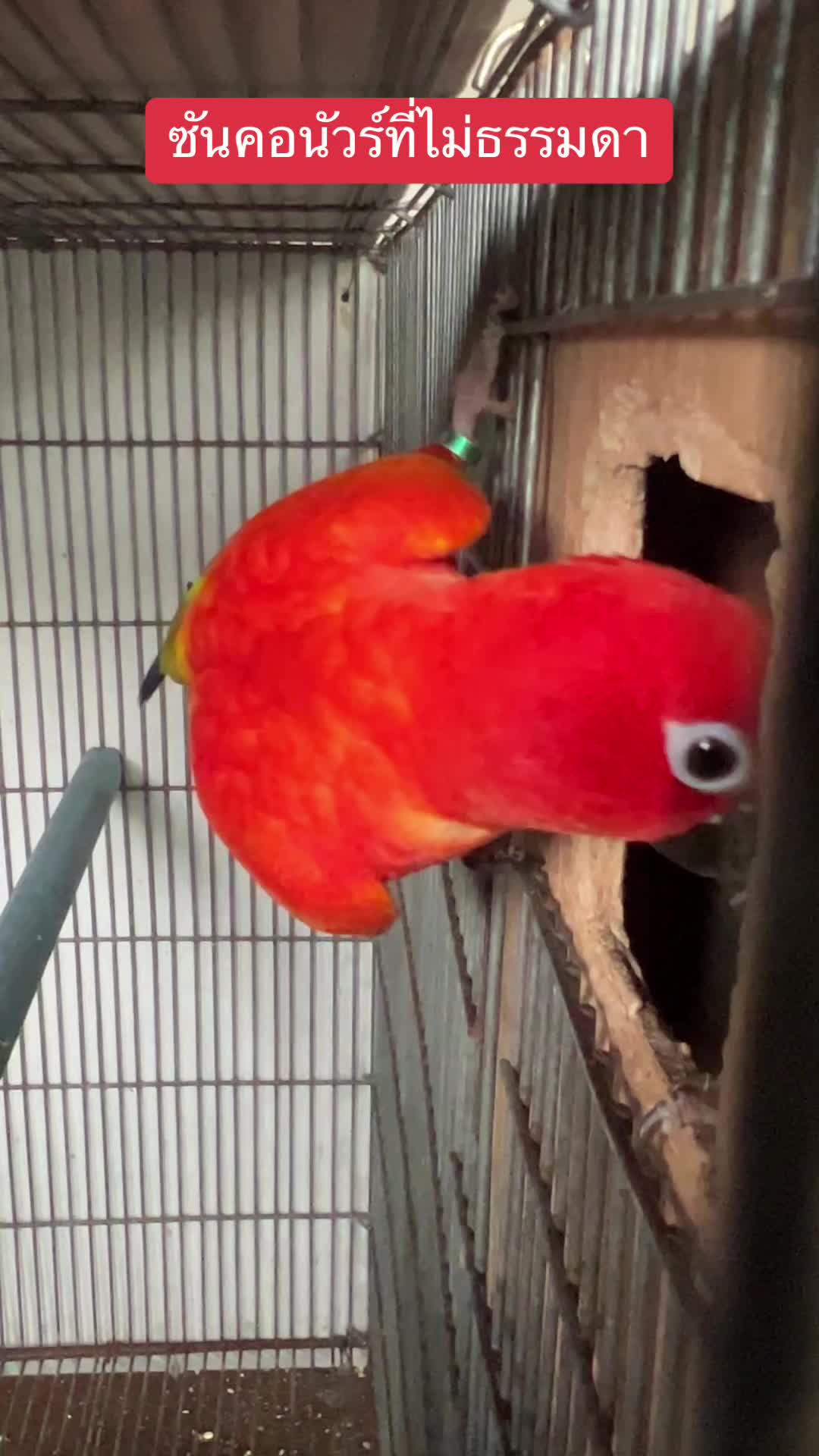@WelovepetsbyPamornchaiSupply