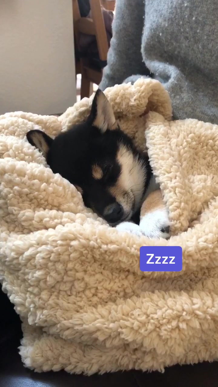 @Zoe the Shiba Inu