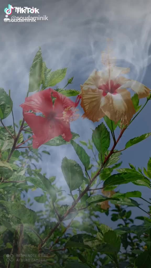 @Anil Gochhayat