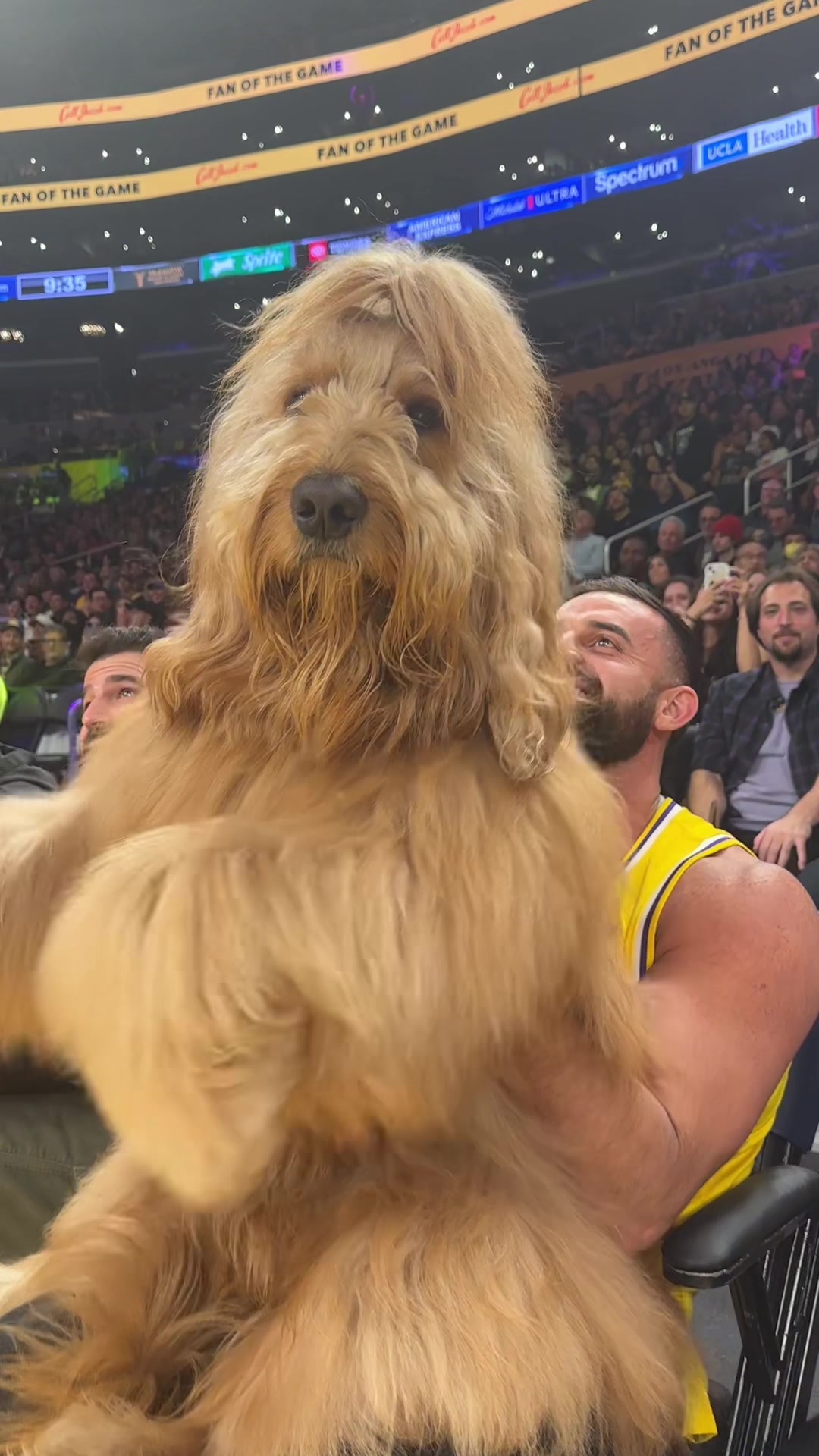 @Brodie The Goldendoodle