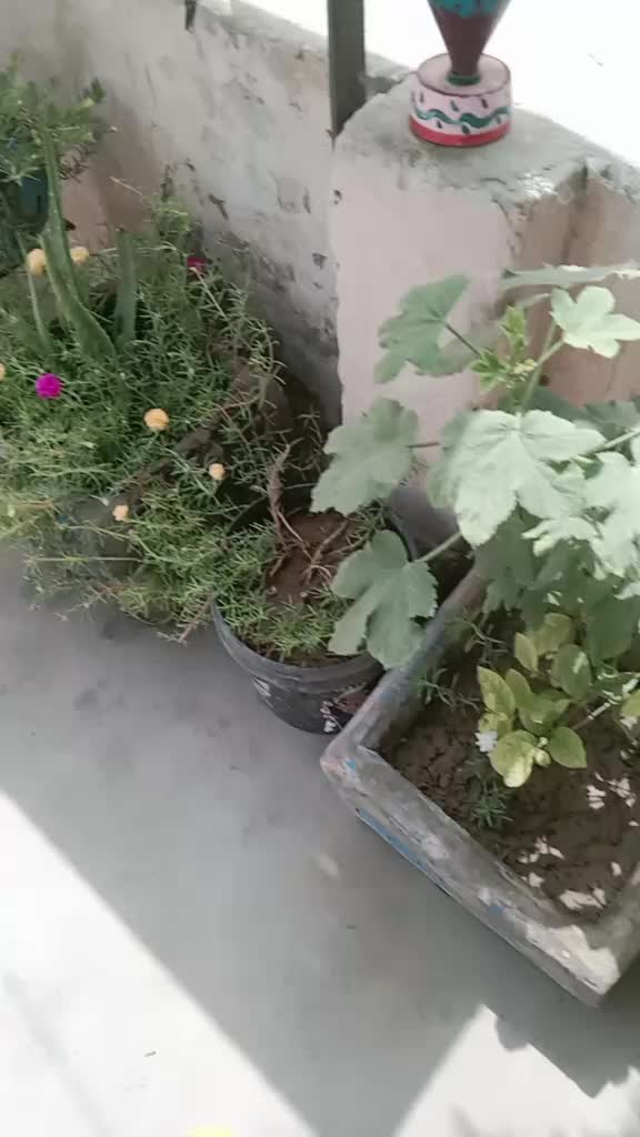 @شاہزیب علی 🥰