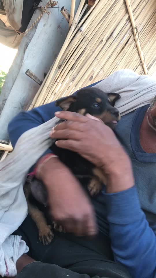 @champion dog cannel