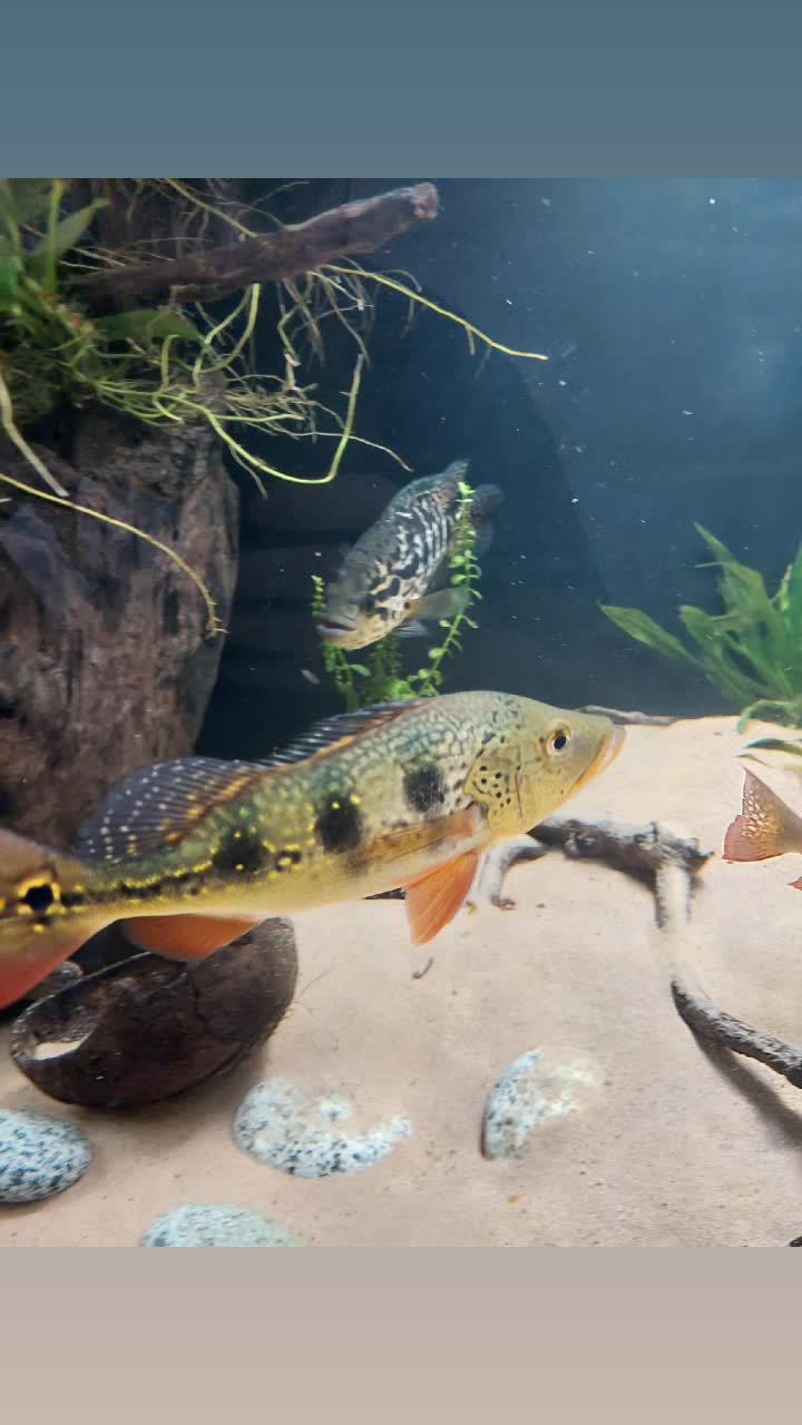 @South american cichlid