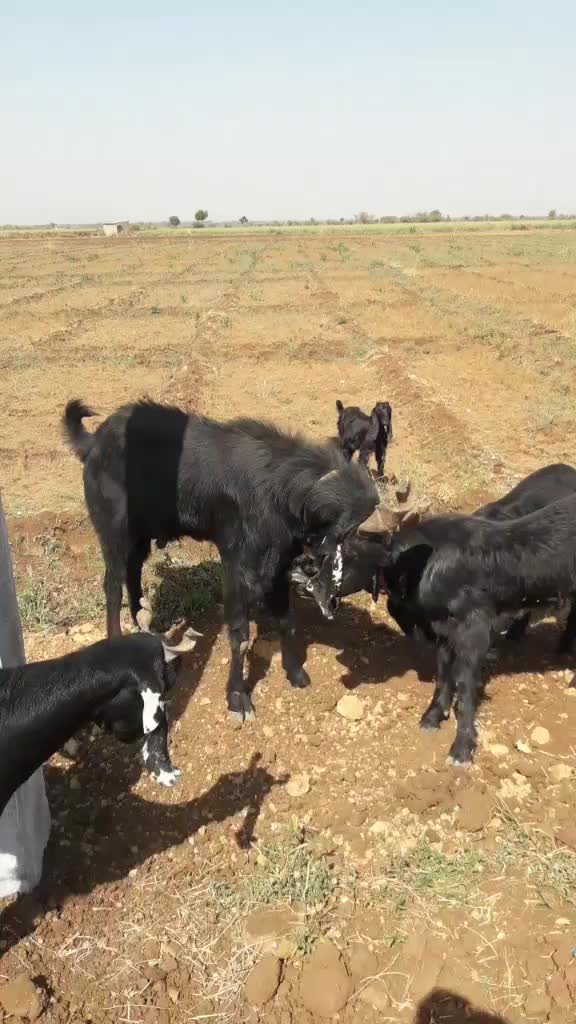 @પ્રભુભાઈ ભાડકા