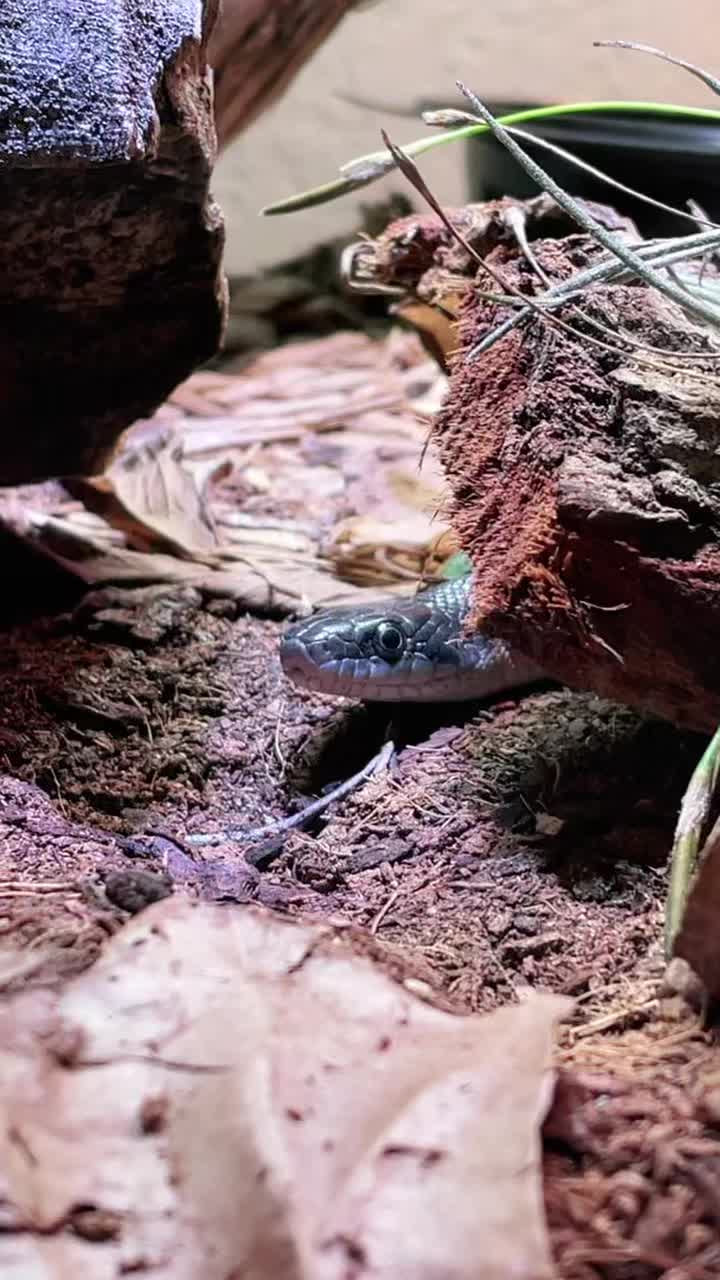 @Houghtling Reptiles