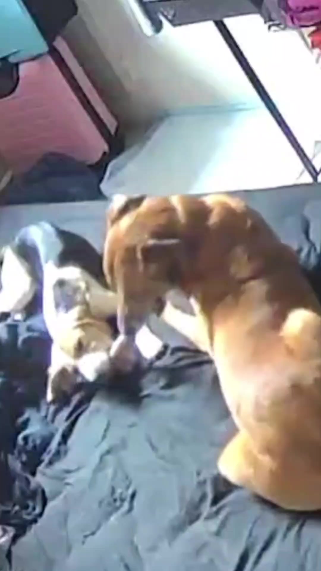 @vaguely.coonhounds