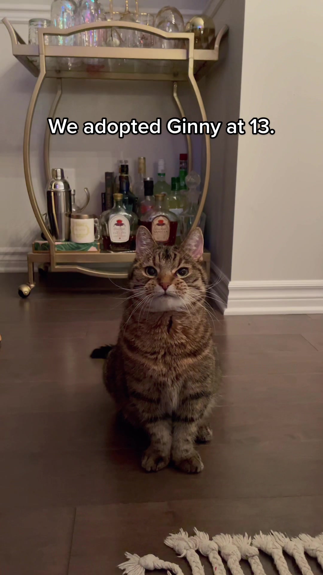 @Krista & Cats: BamBam & Bonnie