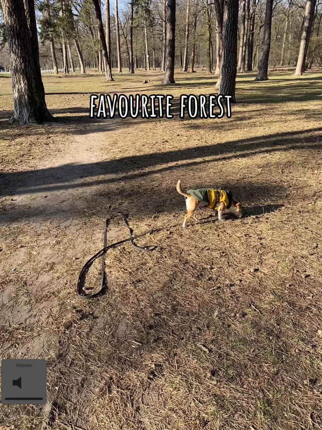 @Sheldonthedog