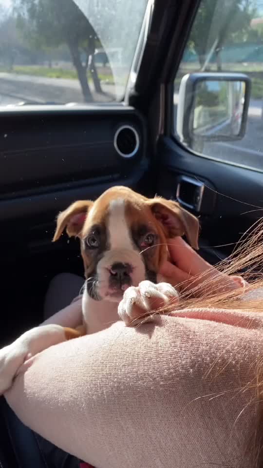 @Bimba.y.Lola.the.boxers