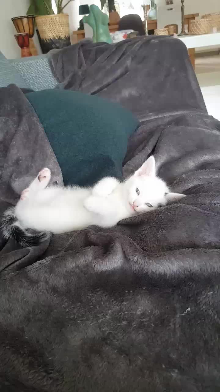 @Dutch Kitten family