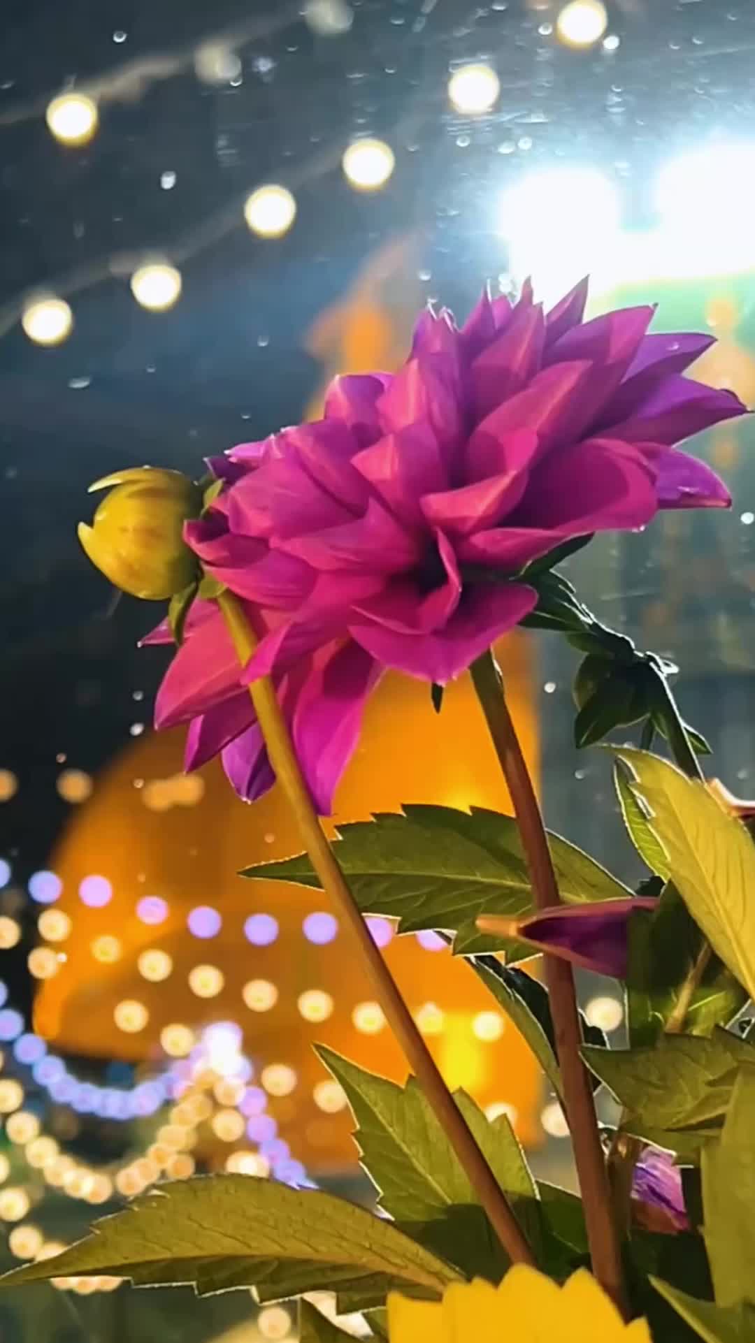 @Javed Sultan ul Qadri