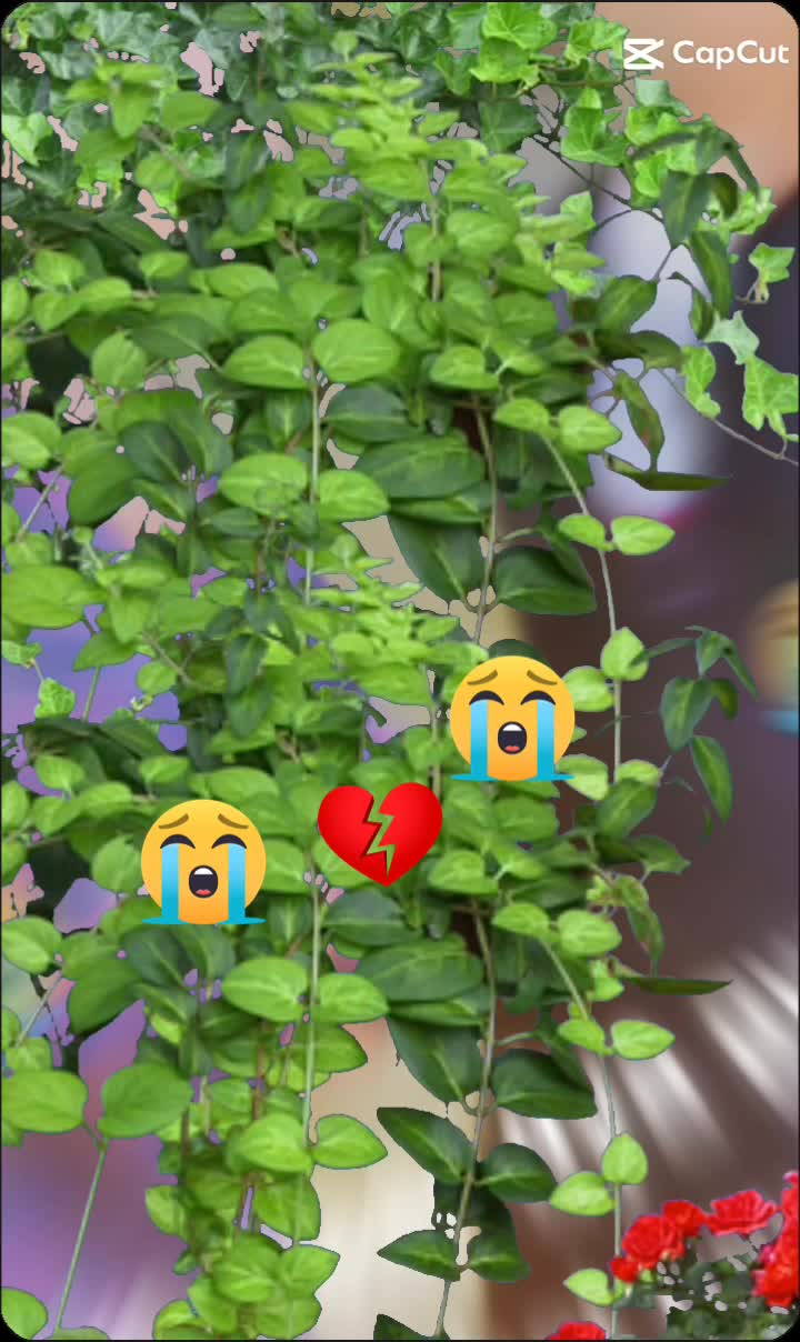 @lanjwani 222