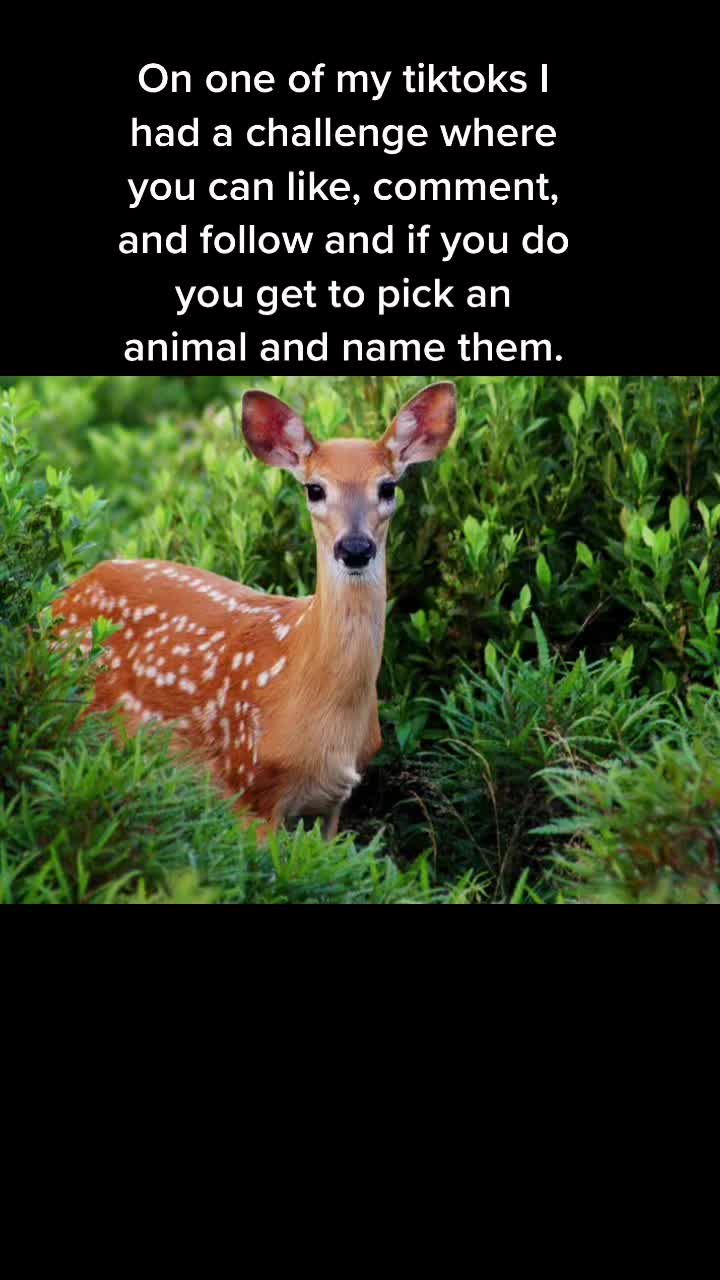@Cute pet names