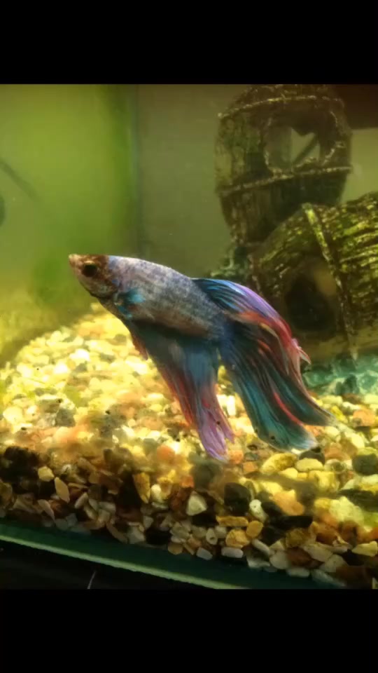 @EclipseTheDoubletail