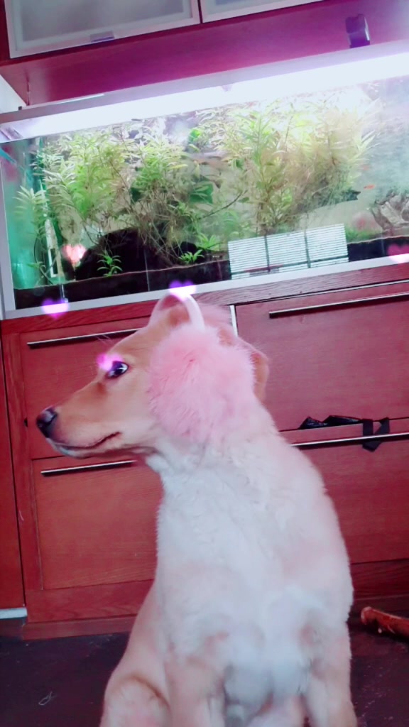 @Hilda the hoffi🐶🐾