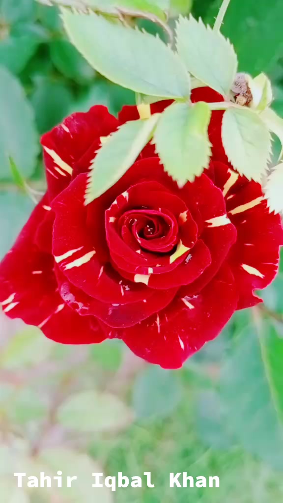 @💞Only_Flowers💞