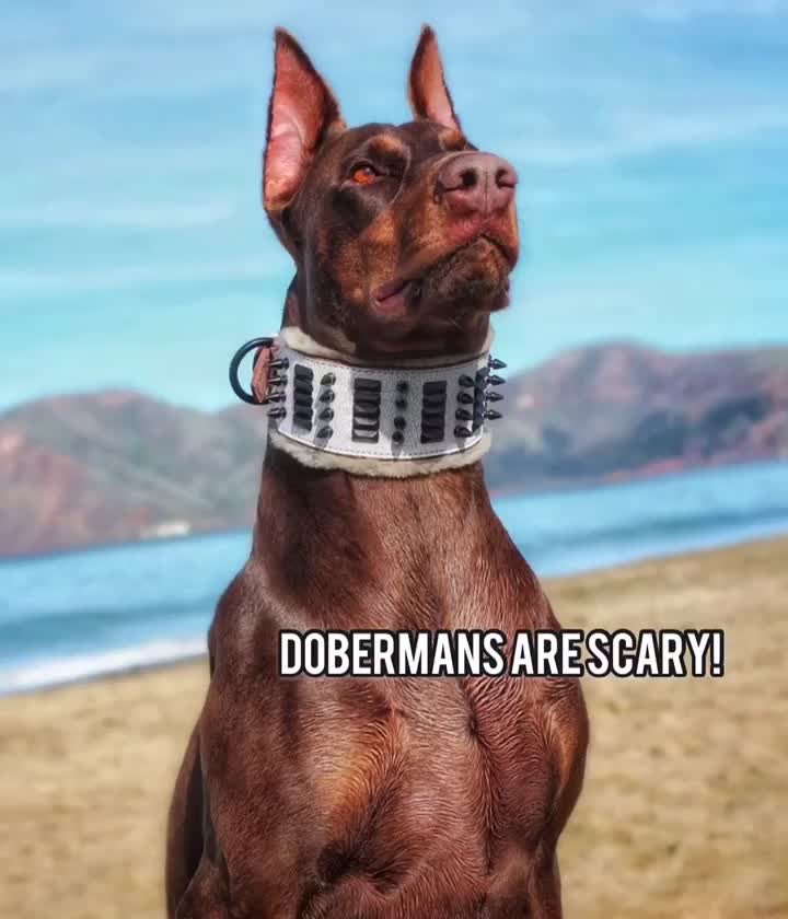 @Cairo the Doberman