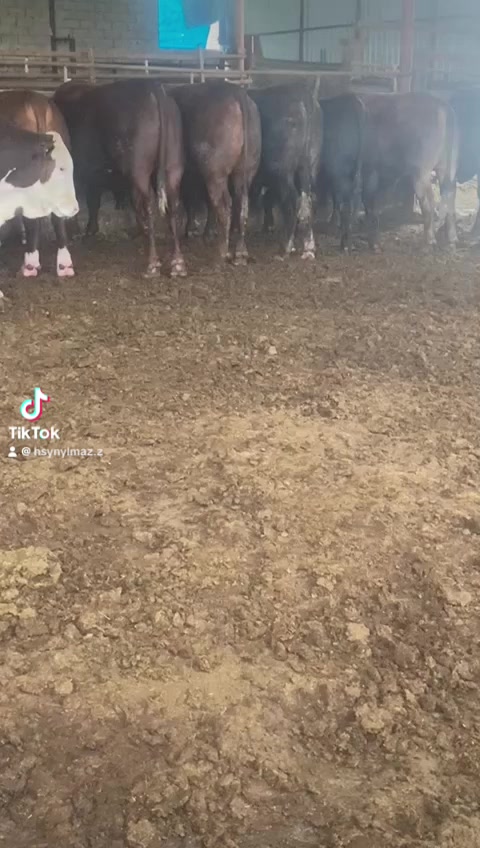 @H&uuml;seyin Yılmaz