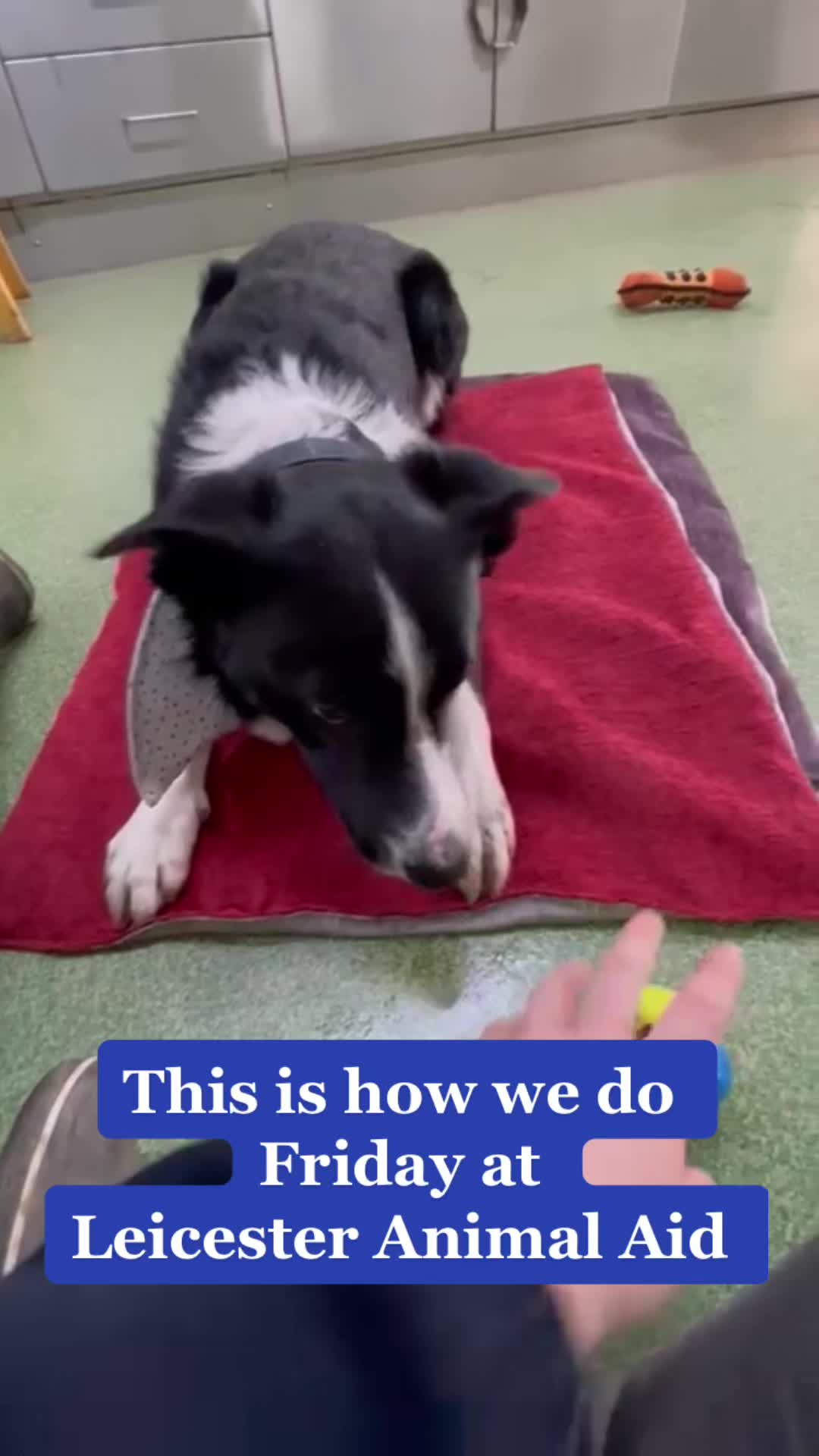 @LeicesterAnimalAid