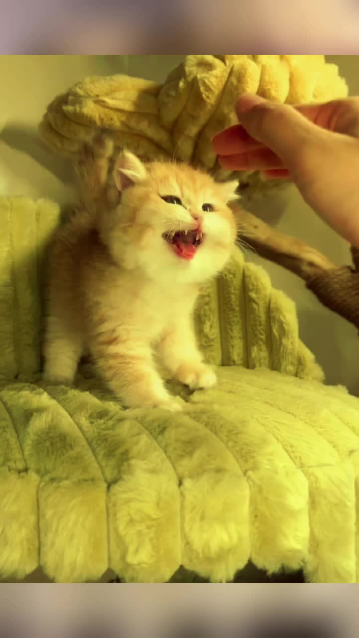 @CutePetEncyclopedia