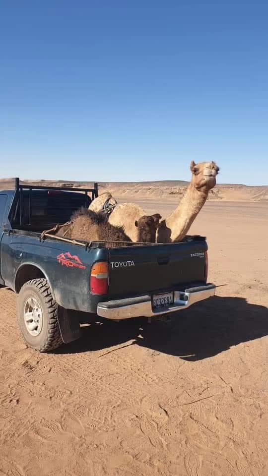 @ضعنا 🤪 يا 🤪جدي