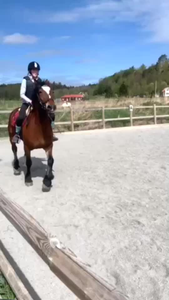@Hästar