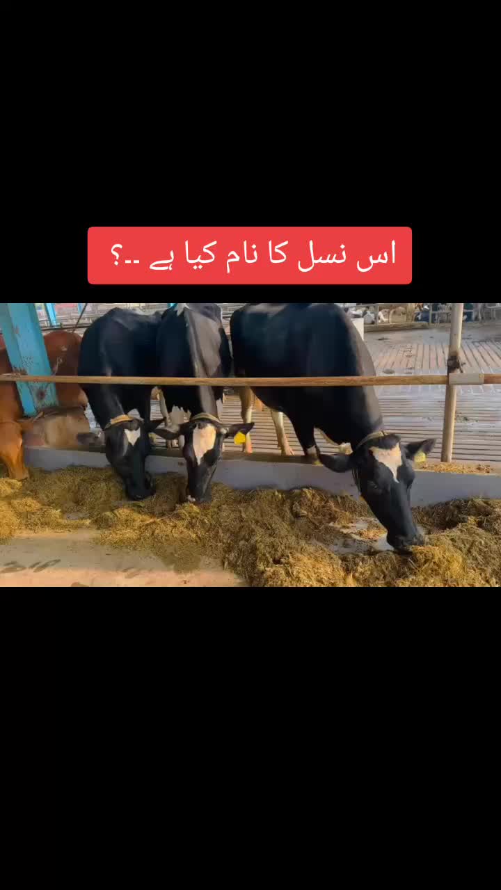 @Dr Abdullah