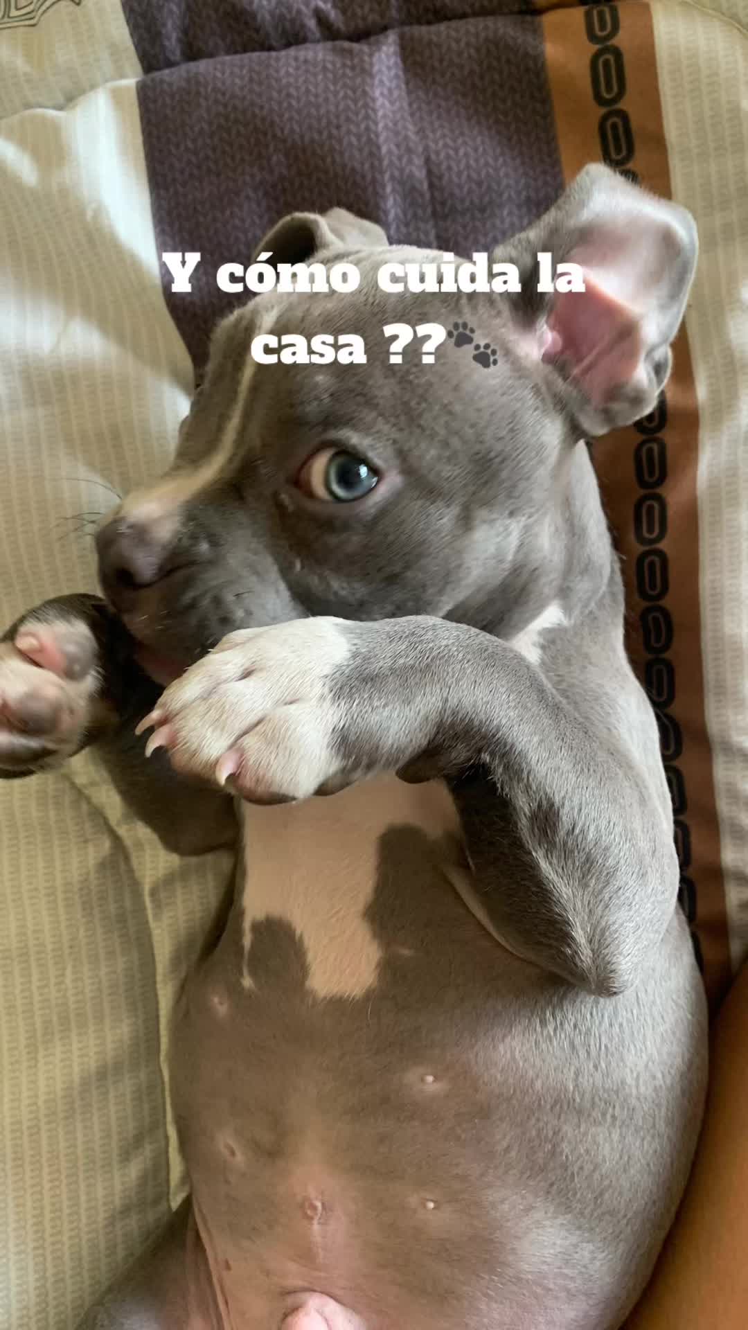 @𝚉𝚎𝚞𝚜 𝚎𝚕 𝙱𝚞𝚕𝚕𝚢🧸⚡️