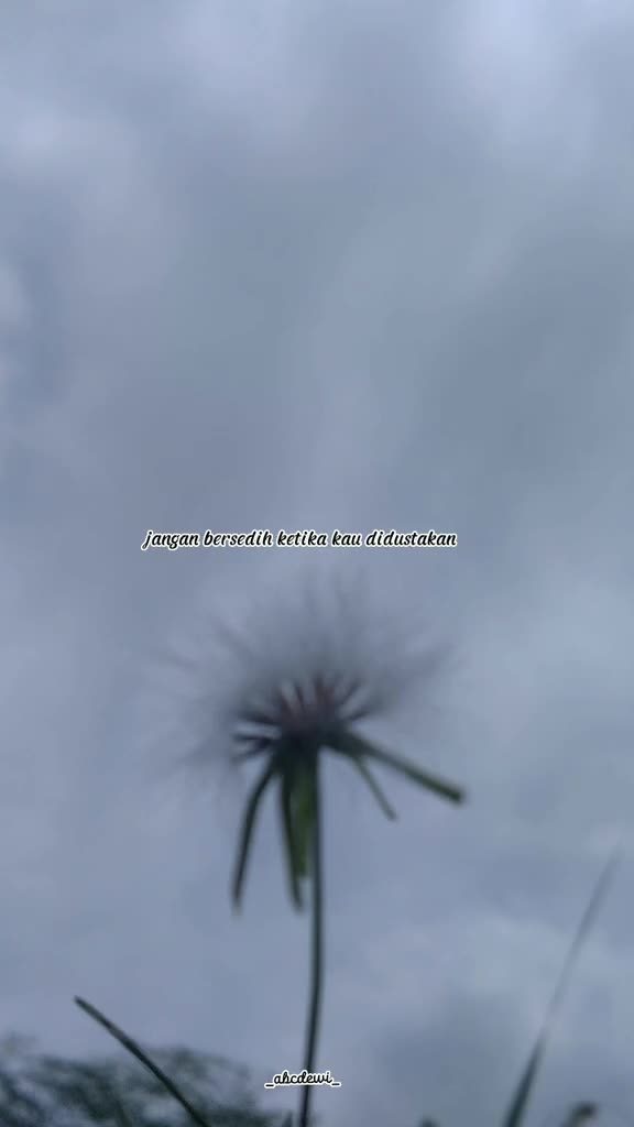 @🌻