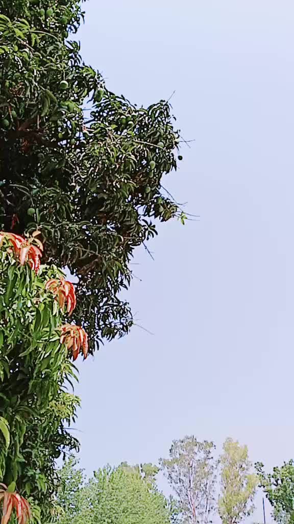 @ajharkhan