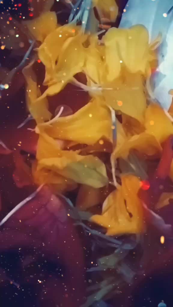 @disiii