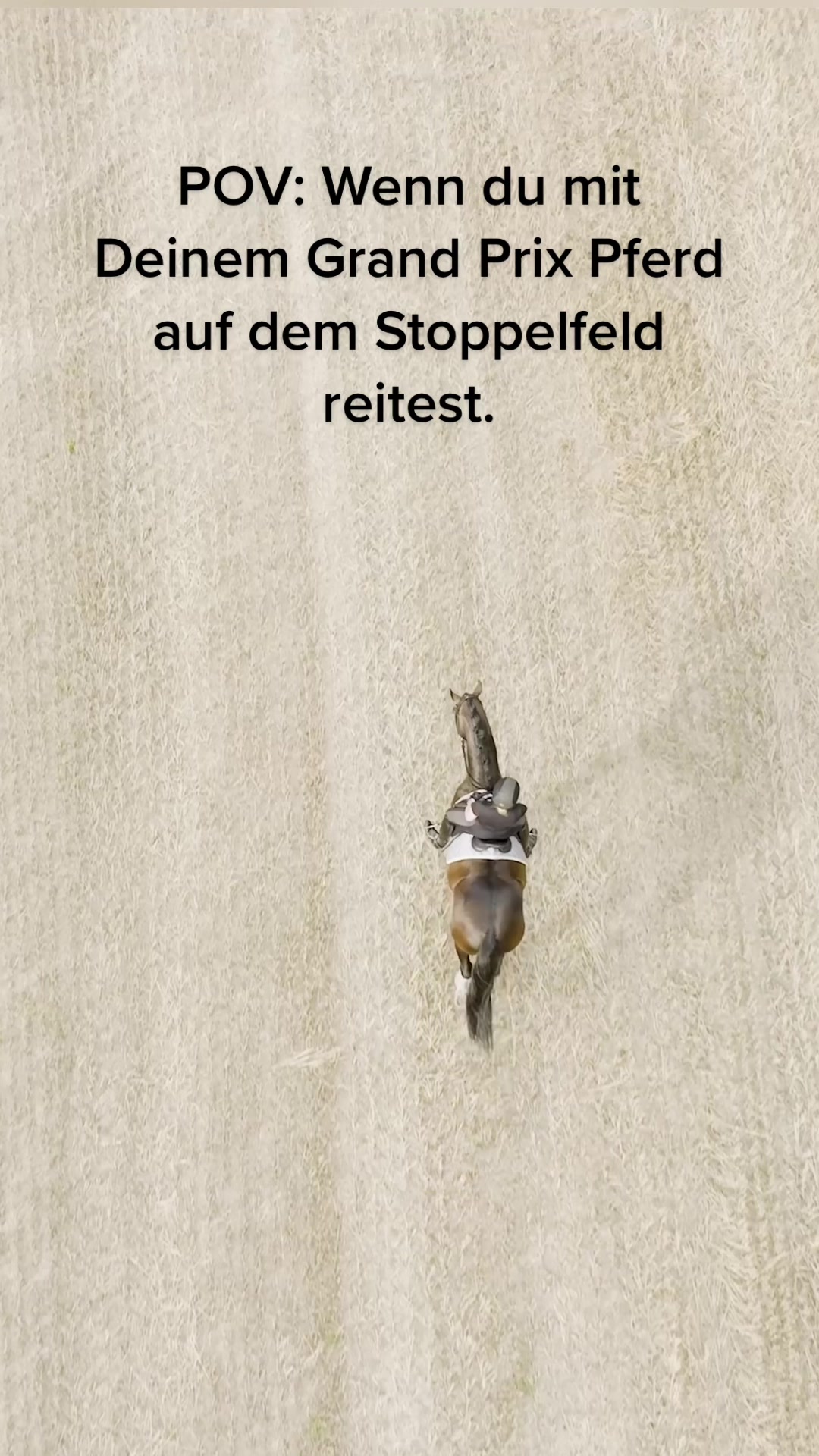 @Schwarze Equestrian