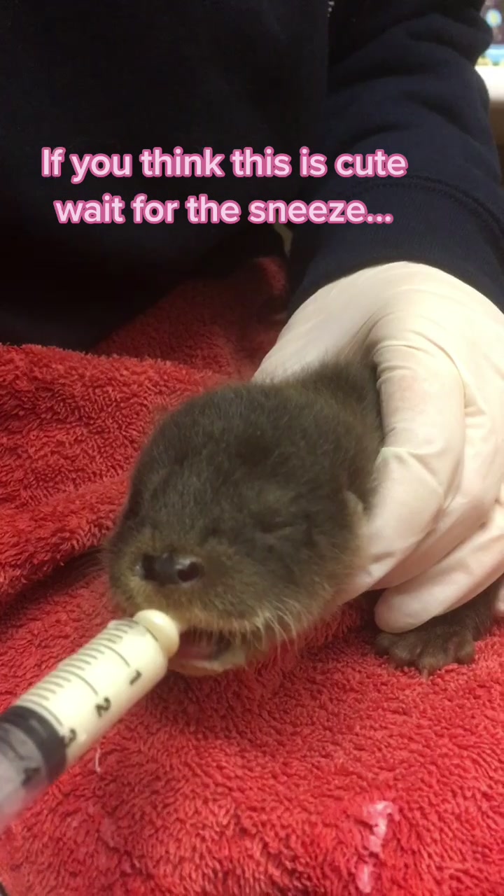 @StapeleyWildlifeRehab