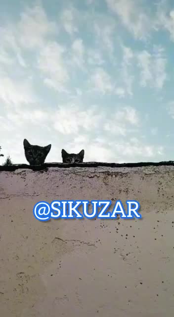 @David/sikuzar