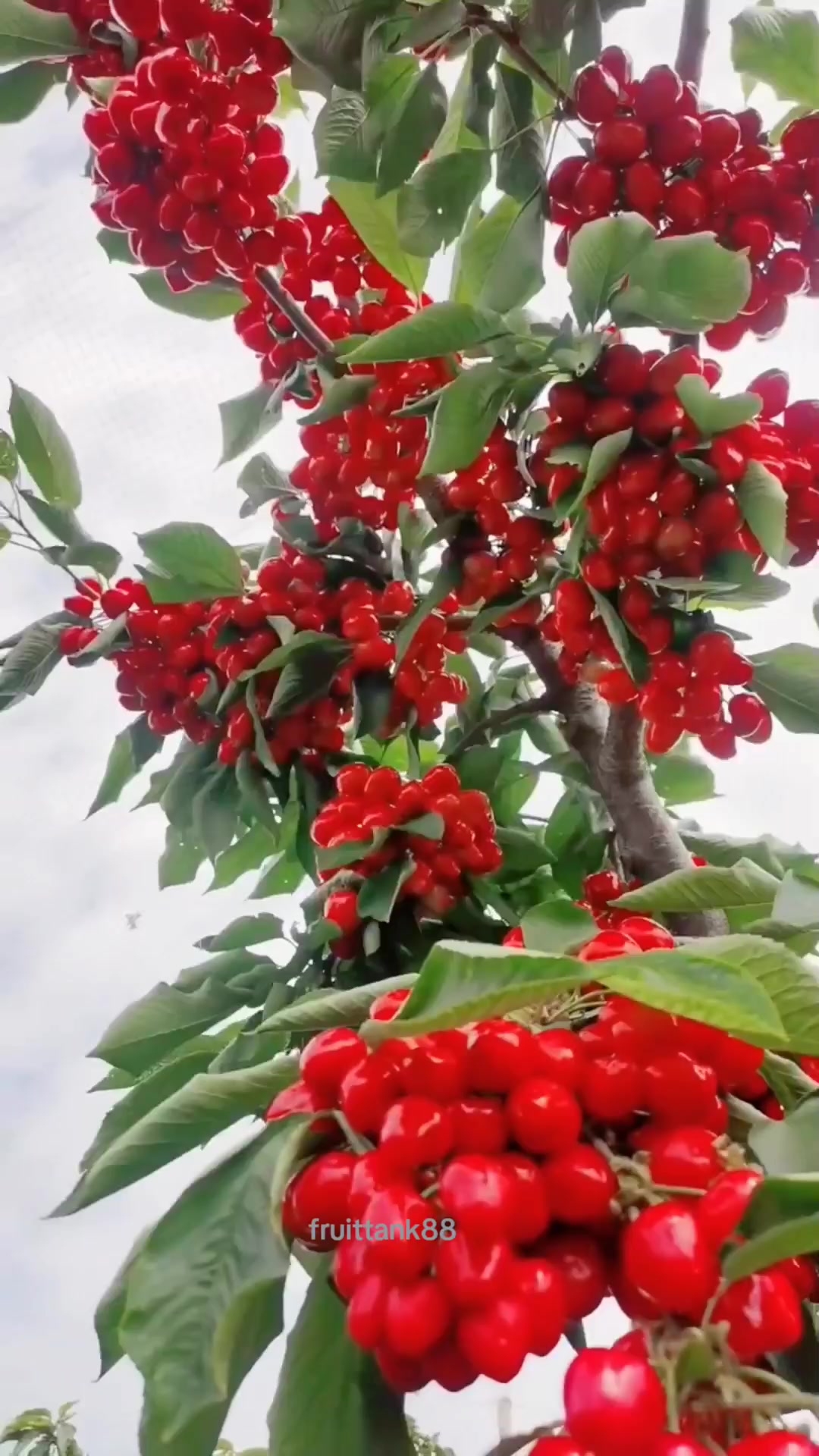 @Fruits88๐๐๐