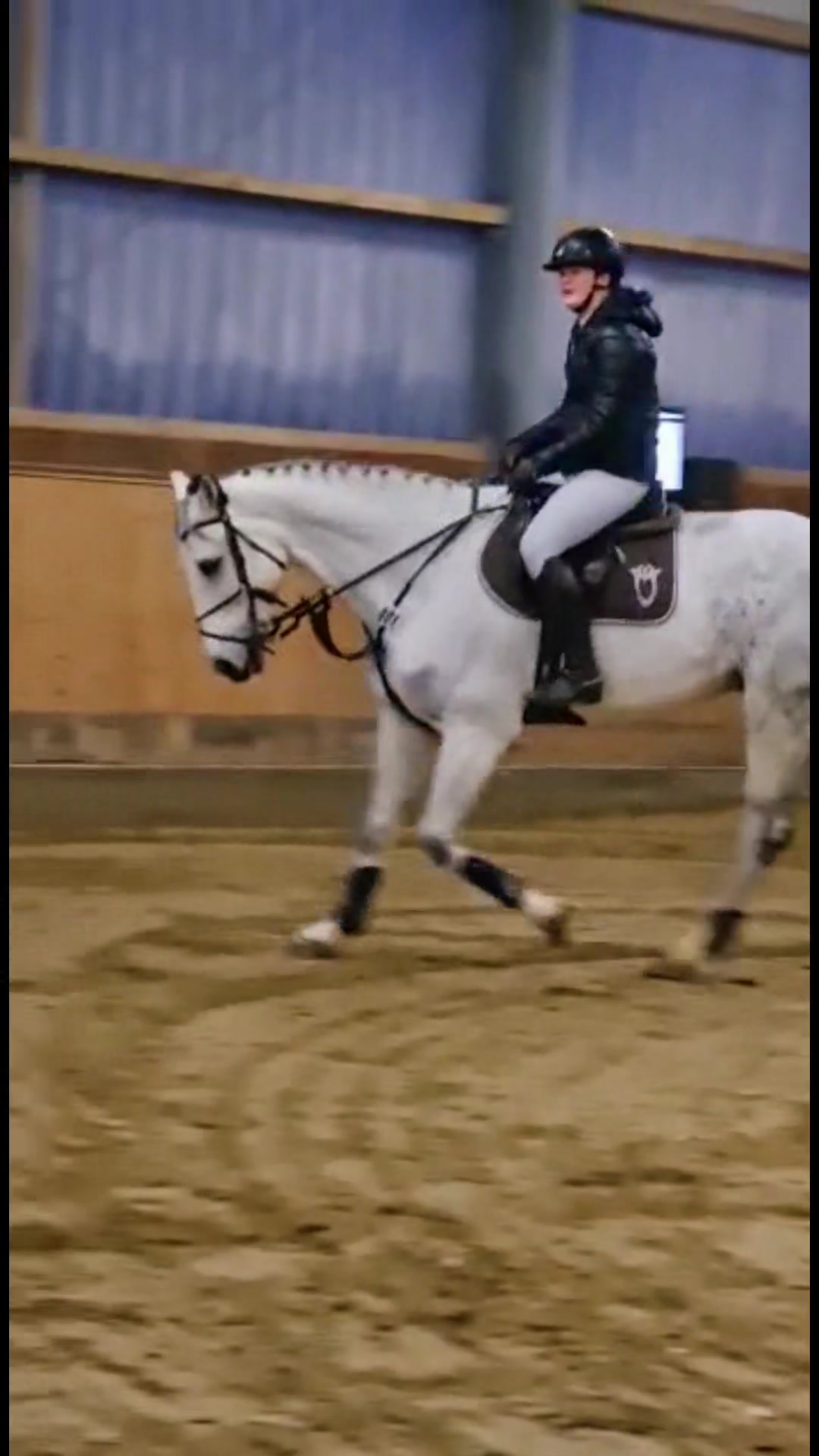 @Sir Ludwig Equestrian