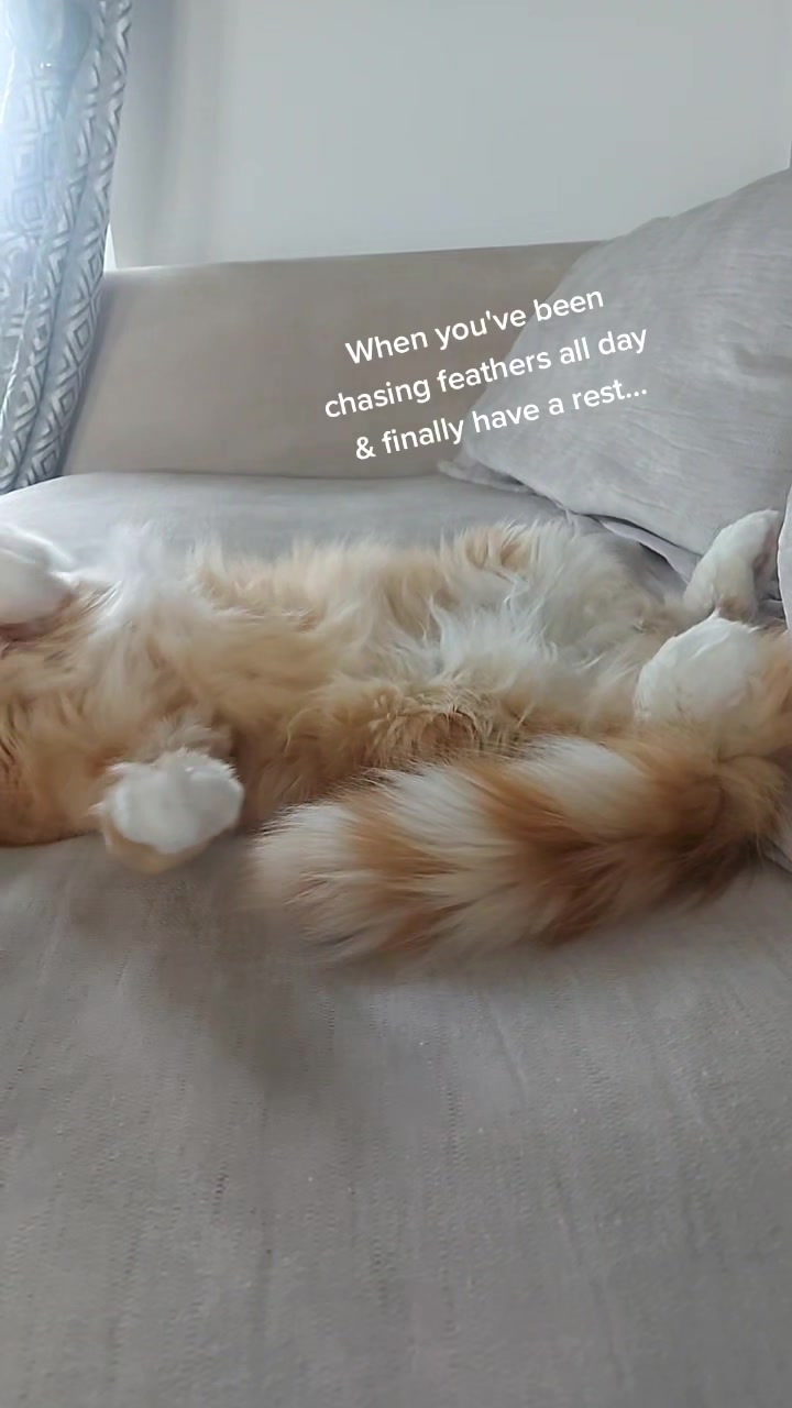 @Odintheforestcat