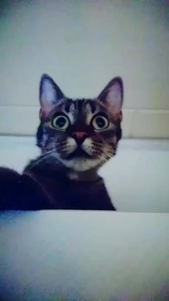 @😸 Alex 😸