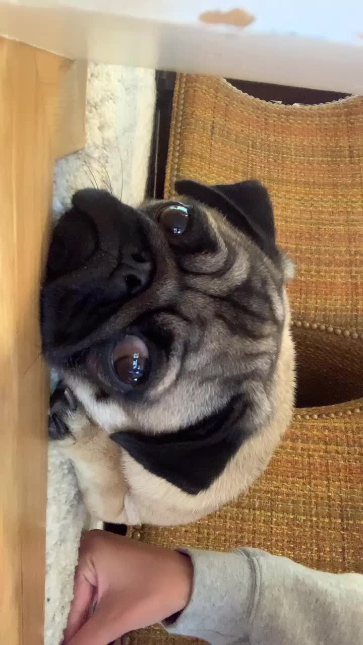 @The real Dave the pug🐶