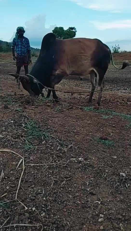 @ரஞ்சித்அய்யனார்குளம்